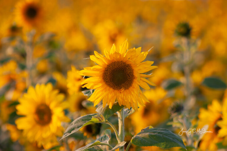 Sunflower in field