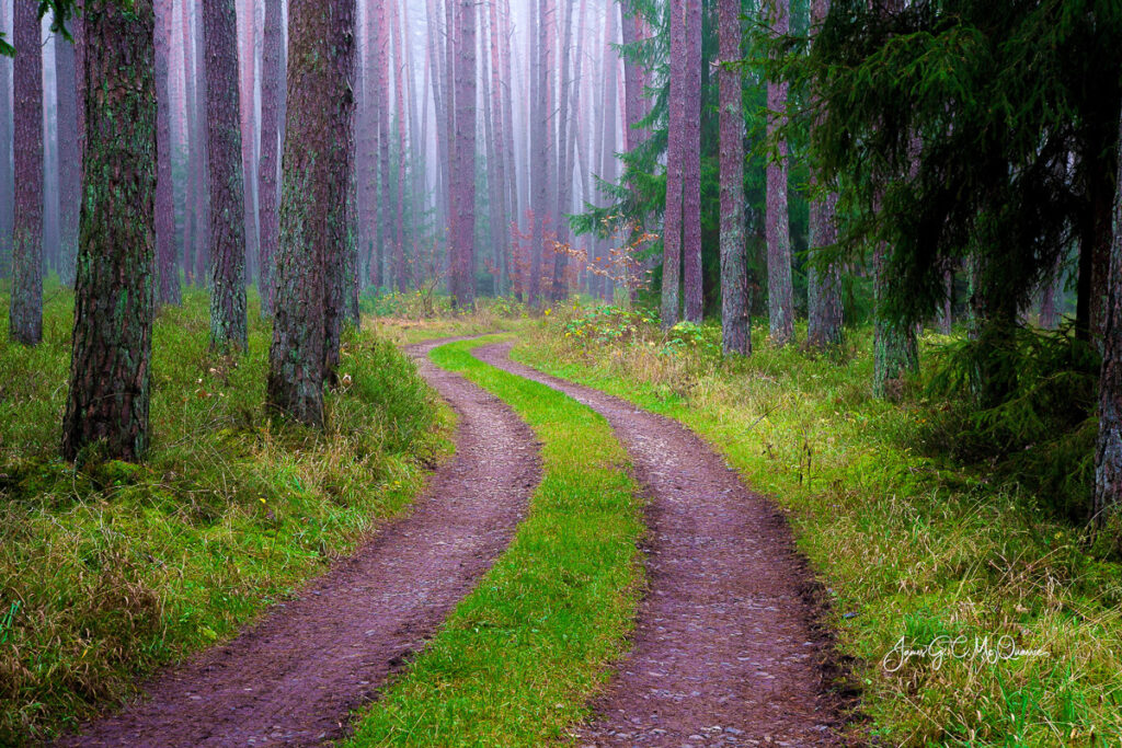 Forest Leading Lines