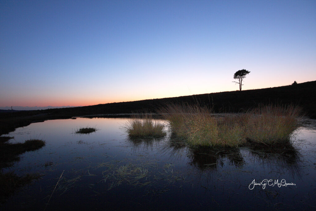 New Forest at dusk