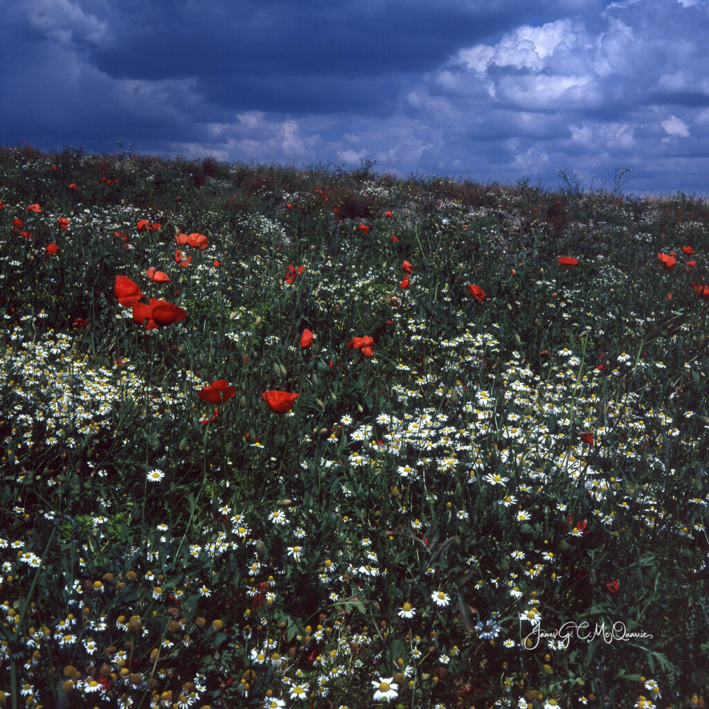 Field of flowers